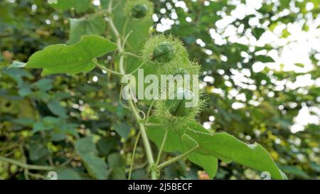 Frutta verde non matura di Passiflora fostida anche conosciuta come Mosy passionflower, pop running, limone d'acqua selvaggia ecc. macchiati in BTM o lago di Madiwala Foto Stock