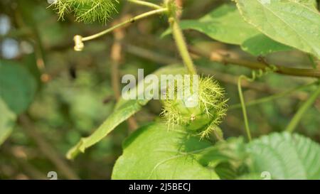 Frutta verde non matura di Passiflora fostida anche conosciuta come Mosy passionflower, pop running, limone d'acqua selvaggia ecc. macchiati in BTM o lago di Madiwala Foto Stock