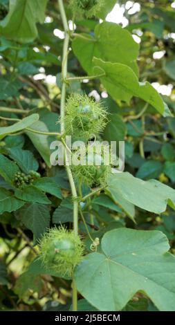 Frutta verde non matura di Passiflora fostida anche conosciuta come Mosy passionflower, pop running, limone d'acqua selvaggia ecc. macchiati in BTM o lago di Madiwala Foto Stock