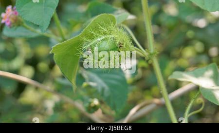 Frutta verde non matura di Passiflora fostida anche conosciuta come Mosy passionflower, pop running, limone d'acqua selvaggia ecc. macchiati in BTM o lago di Madiwala Foto Stock