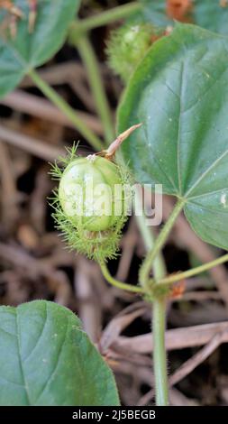 Frutta verde non matura di Passiflora fostida anche conosciuta come Mosy passionflower, pop running, limone d'acqua selvaggia ecc. macchiati in BTM o lago di Madiwala Foto Stock