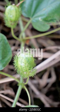 Frutta verde non matura di Passiflora fostida anche conosciuta come Mosy passionflower, pop running, limone d'acqua selvaggia ecc. macchiati in BTM o lago di Madiwala Foto Stock