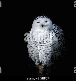ritratto di un gufo nevoso su sfondo nero Foto Stock