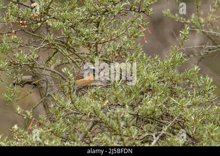 Un maschio comune Redstart Fenicurus phoenicurus arroccato nella macchia costiera Norfolk nord, Regno Unito Foto Stock