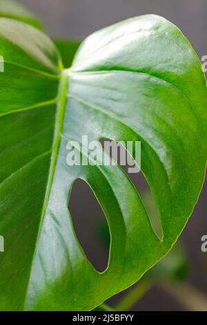 Foglie verdi di Monstera o Monstera Deliciosa in toni scuri, sfondo o verde foresta di pini tropicali. Foto Stock