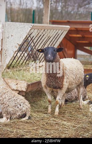Un gregge di pecore sporche in un canale di fieno in un allevamento di bestiame in una nuvolosa giornata di primavera. Foto Stock