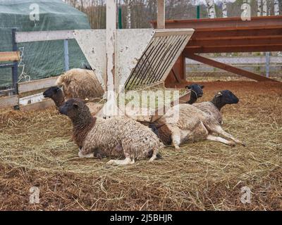 Un gregge di pecore sporche in un canale di fieno in un allevamento di bestiame in una nuvolosa giornata di primavera. Foto Stock