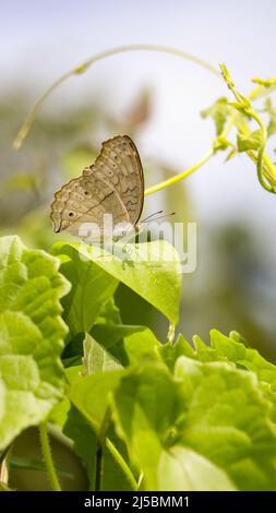 primo piano di una bella farfalla marrone pallido seduta su foglie verde chiaro mimetizzazione, in una giornata al sole in giardino Foto Stock