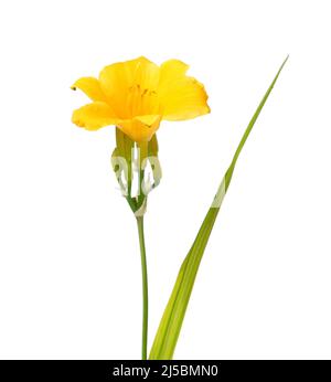 Fiore giallo di fioritura Daylily isolato su bianco, Hemerocallis Stella de Oro Foto Stock