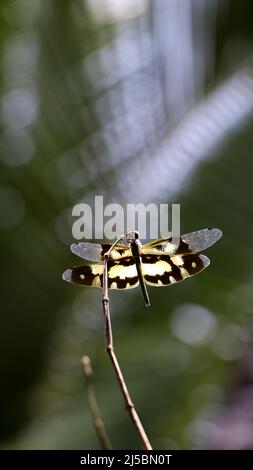 zoomata in verticale di una tigre libellula con ali gialle a fasce che si aggirano sulla parte superiore di un ramo nel giardino Foto Stock