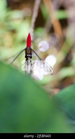 primo piano macro scatto di una scarlatta rossa dragonfly coda che si aggirano su una foglia verde nel giardino e guardando la fotocamera con i suoi occhi composti Foto Stock