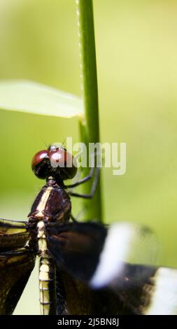 macro shot verticale di una libellula nera con occhi composti marroni che si aggrappano su un gambo verde di pianta Foto Stock