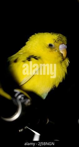 primo piano di un pappagallo budgie o budgerigar con soffici piume gialle in piedi su una barra di acciaio e sensazione di sonnolenza isolato uno sfondo nero scuro Foto Stock