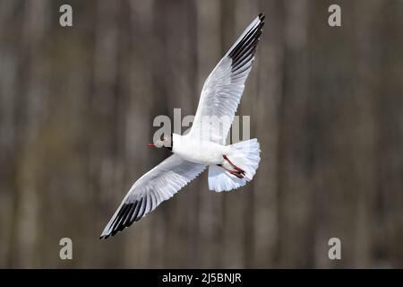 Gabbiano a testa nera in pieno swing Foto Stock