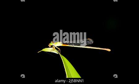 primo piano orizzontale di una piccola libellula verde con una coda con punta arancione che si aggrappa su una foglia isolata su sfondo nero Foto Stock