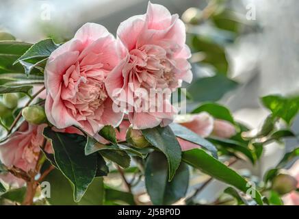 Primo piano di rosa Camellia Japonica, fiori di Bernhard Lauterbach a Landschloss Zuschendorf, Sassonia, Germania Foto Stock