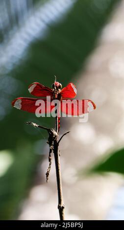 primo piano macro shot di una bella libellula rossa seduta in cima a un ramo nella foresta in una mattinata estiva Foto Stock