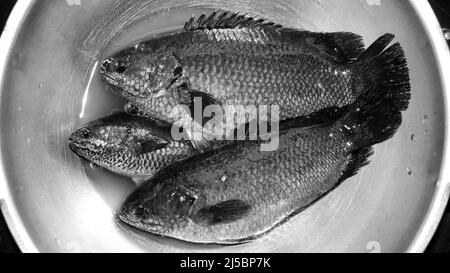 foto in bianco e nero di pesci di tilapia appena pescati, crudi e d'acqua dolce in una ciotola d'acciaio pronta per essere cotta Foto Stock