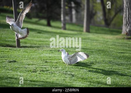 Istanbul, Turchia. 21st Apr 2022. I gabbiani sono raffigurati presso il Parco degli Emirati di Istanbul, Turchia, il 21 aprile 2022. Credit: Shadati/Xinhua/Alamy Live News Foto Stock