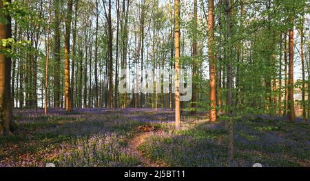 Bella vista di Hallerbos, Belgio Foto Stock