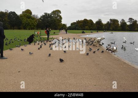 Persone che nutrono piccioni presso il Round Pond a Kensington Gardens, Londra, Inghilterra. Foto Stock