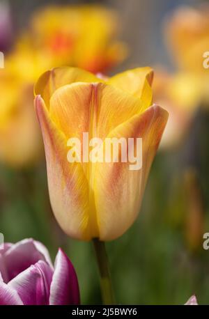 Primo piano di un bellissimo tulipano giallo con petali di colore rosso fioriti in un giardino di primavera confine in Inghilterra, Regno Unito Foto Stock