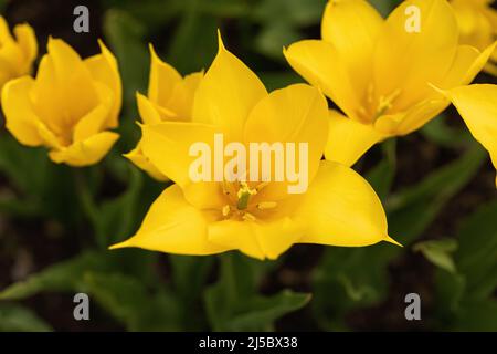 Primo piano di un tulipano giallo aperto che mostra pistil e antera, fiorendo in un giardino primaverile inglese, Inghilterra, Regno Unito Foto Stock
