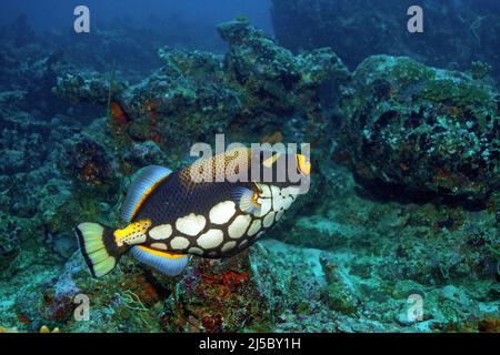 Clown Triggerfish o Big-spotted Triggerfish (Balistoides cospicillum) che nuotano in una barriera corallina, Ari Atoll, Maldive, Oceano Indiano, Asia Foto Stock