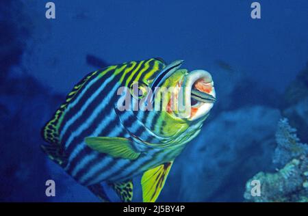 Pesci più puliti (Labroides dimidiatus) che puliscono un dolcificante orientale (Plectorhinchus vittatus), Maldive, Oceano Indiano, Asia Foto Stock