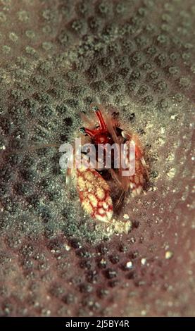 Coral Hermit Crab (Paguritta harmsi), vive in un corallo, Maldive, Oceano Indiano, Asia Foto Stock