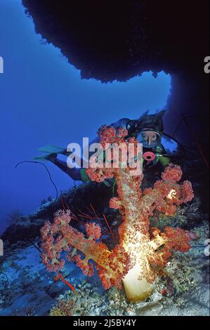 Il subacqueo guarda un corallo gigante, il Caulilfower Rosso (Dendronephthya klunzingeri), l'Atollo di Ari, Maldive, Oceano Indiano, Asia Foto Stock