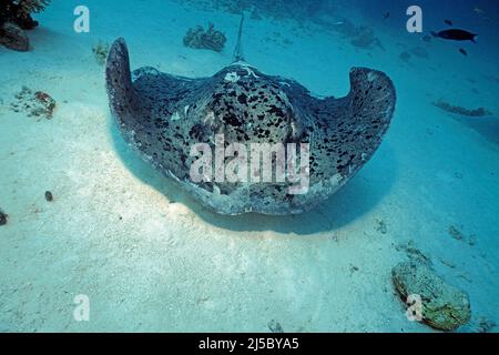 Stingray Whiptail, Stingray in fiore o Stingray comune (Taeniurops meyeni), Ari Atoll, Maldive, Oceano Indiano, Asia Foto Stock