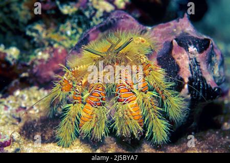 Granchio di eremita arancione peloso o granchio di eremita giallo peloso (Aniculus maximus) di notte in una barriera corallina, Maldive, Oceano Indiano, Asia Foto Stock