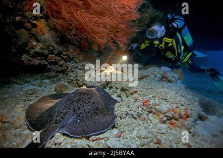 Subacqueo Scoprite una razza Whiptail, (Taeniurops meyeni) durante un'immersione notturna, Ari Atoll, Maldive, Oceano Indiano, Asia Foto Stock