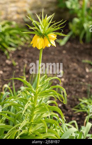 Primo piano di Fritillaria imperialis giallo /Corona imperiale /Corona Kaisers fioritura in primavera in Inghilterra, Regno Unito Foto Stock