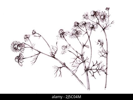 Illustrazione in bianco e nero di fiori di camomilla su sfondo bianco. Foto Stock