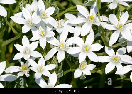 Fiori profumati a forma di stella di Ipheion Alberto Castillo Primavera Starflower Foto Stock