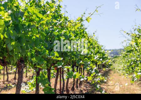 Bassi cespugli di vigneto con lussureggiante fogliame verde, giovani grappoli di piccole uve e vigorosi germogli che si estendono verso il sole sul terreno giallo della Provenza Foto Stock