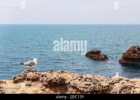 Gabbiani d'argento costieri soliti sulle rocce al largo della costa di Biarritz lungo la baia di Biscay (l'orizzonte è sfocato) Foto Stock