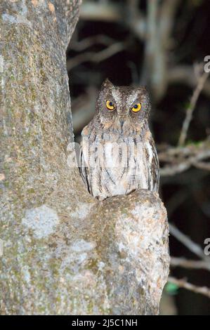 Madagascar o Malgascio scops Owl (Otus Rutilus), Madagascar Foto Stock