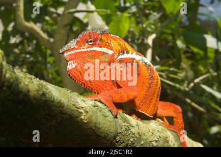 Panther Chameleon (Furcifer pardalis), Madagascar Foto Stock