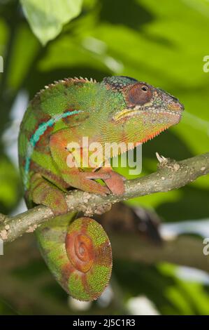 Panther Chameleon (Furcifer pardalis), Madagascar Foto Stock