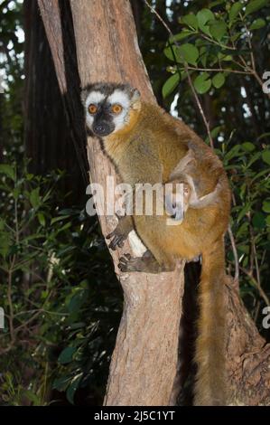 Rosso-fronted Lemur marrone (Eulemur rufus) e infante, Perinet Nature Reserve, Madagascar Foto Stock
