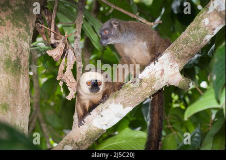 Coppia di Lemur marrone con fronte bianco noto anche come White-headed Foto Stock