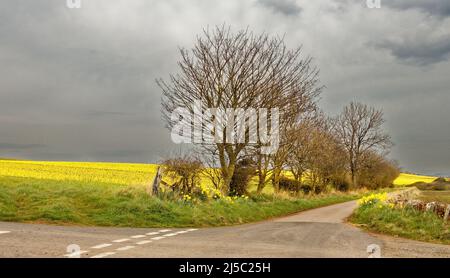 KINNEFF STONEHAVEN ABERDEENSHIRE SCOZIA TERRENI AGRICOLI E LE STRADE PER I CAMPI DI NARCISI GIALLI IN PRIMAVERA Foto Stock