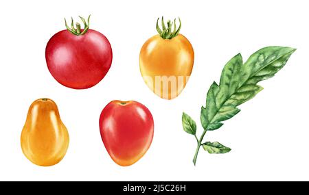 Pomodori ciliegini acquerelli. Raccolta di frutta matura di diversi colori e forme. Pittura botanica realistica con verdure fresche rosse e gialle Foto Stock