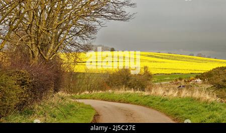 KINNEFF STONEHAVEN ABERDEENSHIRE SCOZIA TERRENO AGRICOLO LA STRADA PER I CAMPI DI NARCISI GIALLI IN PRIMAVERA Foto Stock