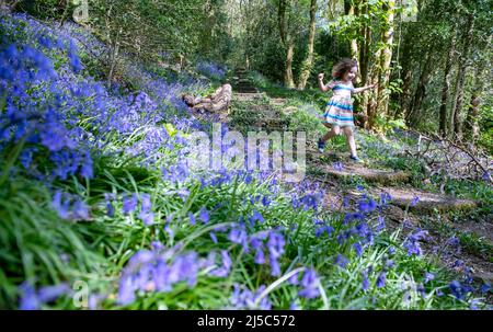 Swansea, Galles, Regno Unito. 22nd aprile 2022. ***PERMESSO DEI GENITORI DATO PER IL BAMBINO NELLA FOTO*** nella foto è raffigurata una gioia di Lillian di quattro anni che salta attraverso il bosco coperto da bluebell a Swansea, nel Galles del Sud, in un'altra giornata di sole, mentre il bel tempo primaverile continua in tutto il Regno Unito. Foto Stock