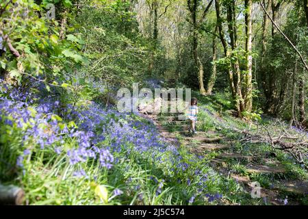 Swansea, Galles, Regno Unito. 22nd aprile 2022. ***PERMESSO DEI GENITORI DATO PER IL BAMBINO NELLA FOTO*** nella foto è raffigurata una gioia di Lillian di quattro anni che salta attraverso il bosco coperto da bluebell a Swansea, nel Galles del Sud, in un'altra giornata di sole, mentre il bel tempo primaverile continua in tutto il Regno Unito. Foto Stock