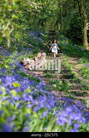 Swansea, Galles, Regno Unito. 22nd aprile 2022. ***PERMESSO DEI GENITORI DATO PER IL BAMBINO NELLA FOTO*** nella foto è raffigurata una gioia di Lillian di quattro anni che salta attraverso il bosco coperto da bluebell a Swansea, nel Galles del Sud, in un'altra giornata di sole, mentre il bel tempo primaverile continua in tutto il Regno Unito. Foto Stock